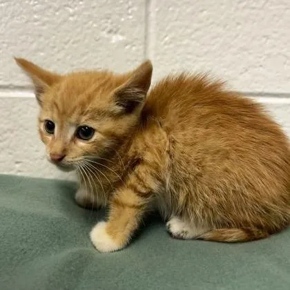 A baby small-sized male Orange / Red Domestic Short Hair cat named Flash Sentry for adoption in Spruce Pine, NC