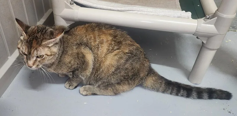 An adult medium-sized female Domestic Short Hair cat named Eloise for adoption in Wetumpka, AL