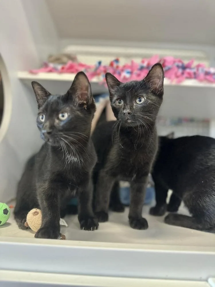 A baby small-sized male Domestic Short Hair cat named Ember for adoption in Chicago, IL