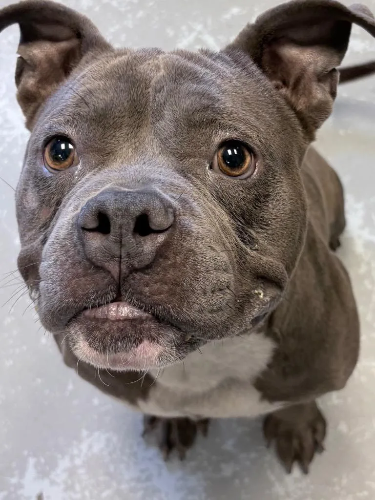 A young medium-sized male Bull Terrier dog named Razor for adoption in Greenwood, MS