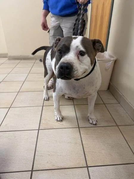A senior extra large-sized female Pit Bull Terrier dog named Koko for adoption in Virginia Beach, VA