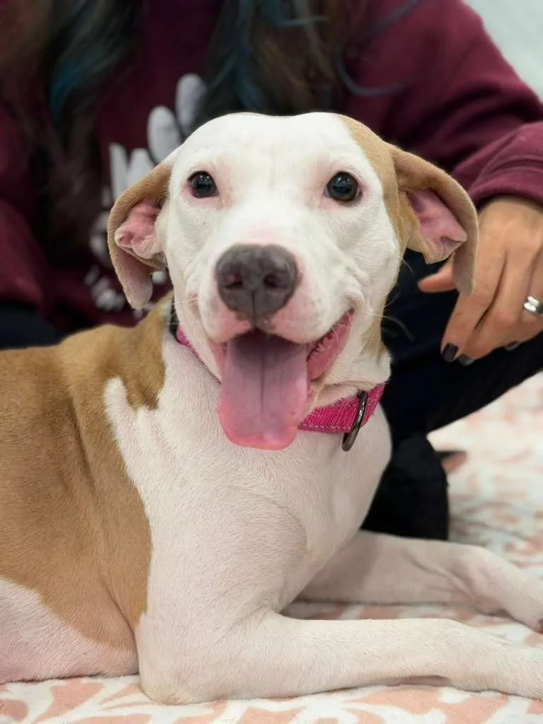 A young medium-sized female Terrier dog named Barbara Streisand for adoption in Phoenix, AZ