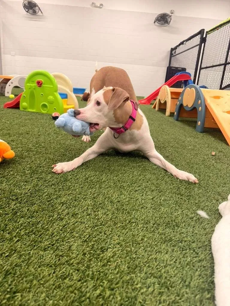 Barbara Streisand thumbnail 2