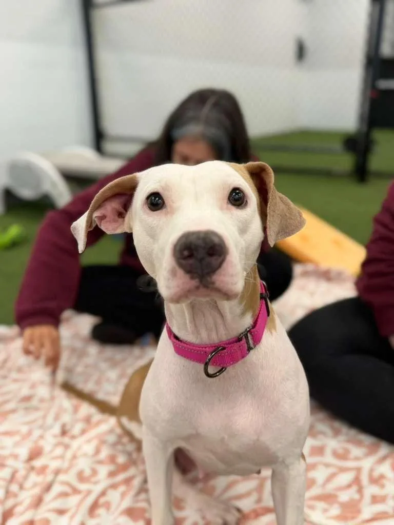 Barbara Streisand thumbnail 3