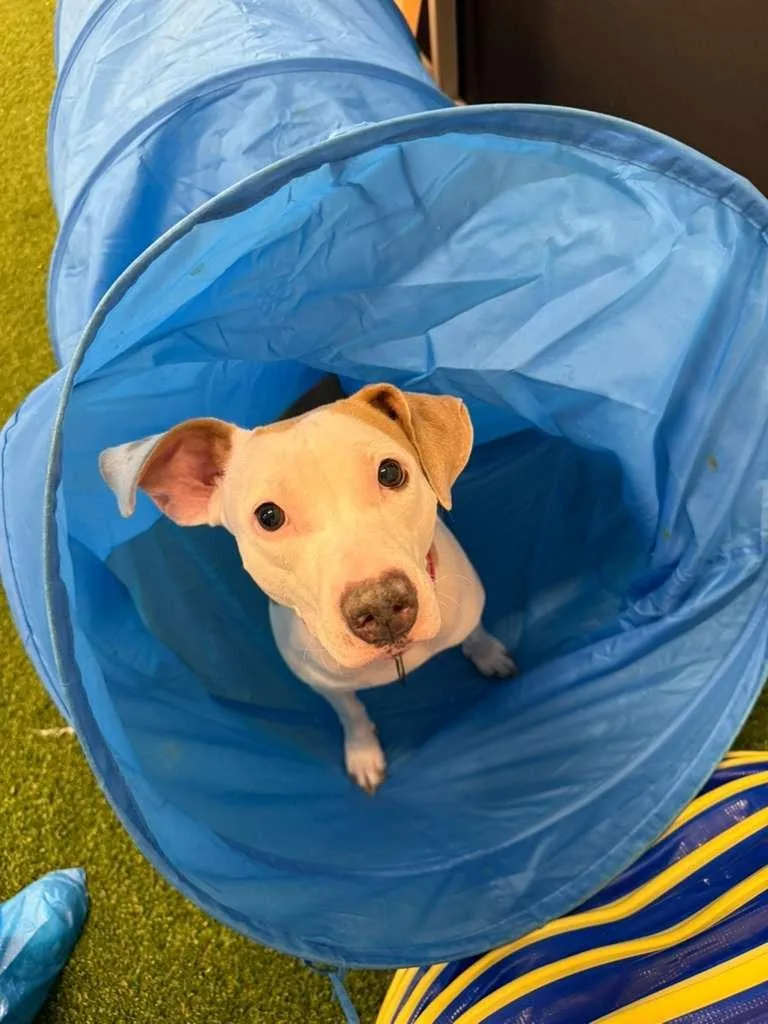 Barbara Streisand thumbnail 4