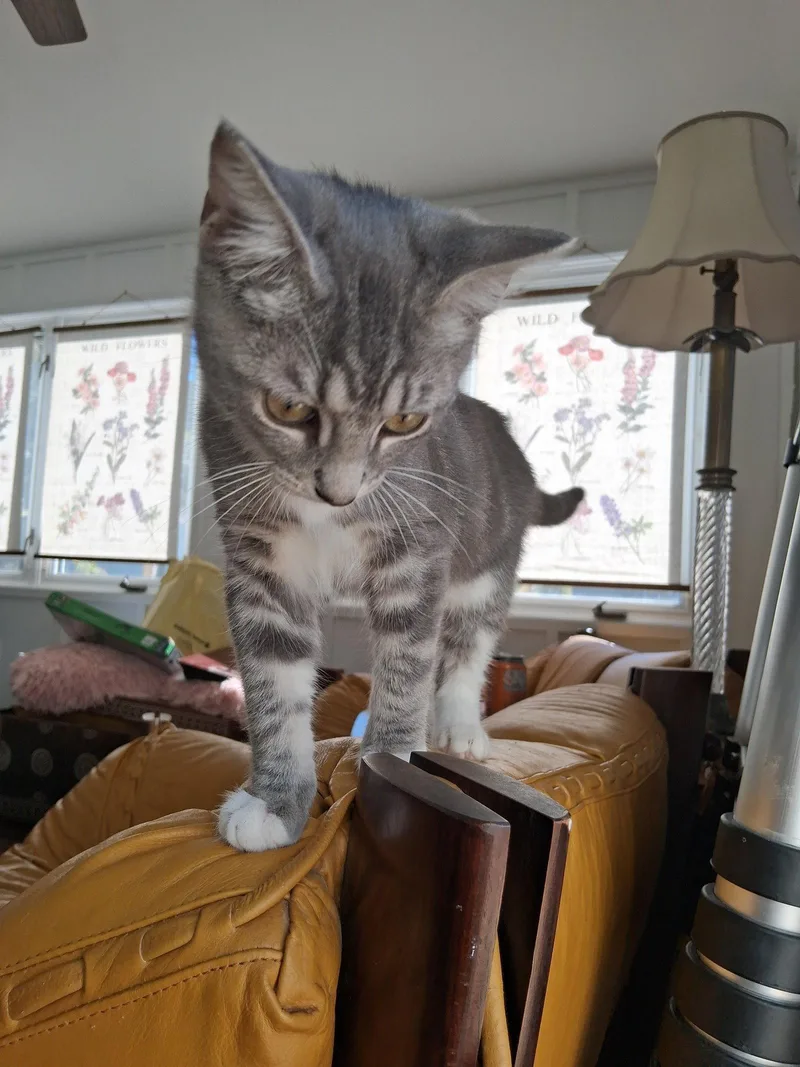 A baby medium-sized male Gray / Blue / Silver Domestic Short Hair cat named Sharpie for adoption in Broomall, PA