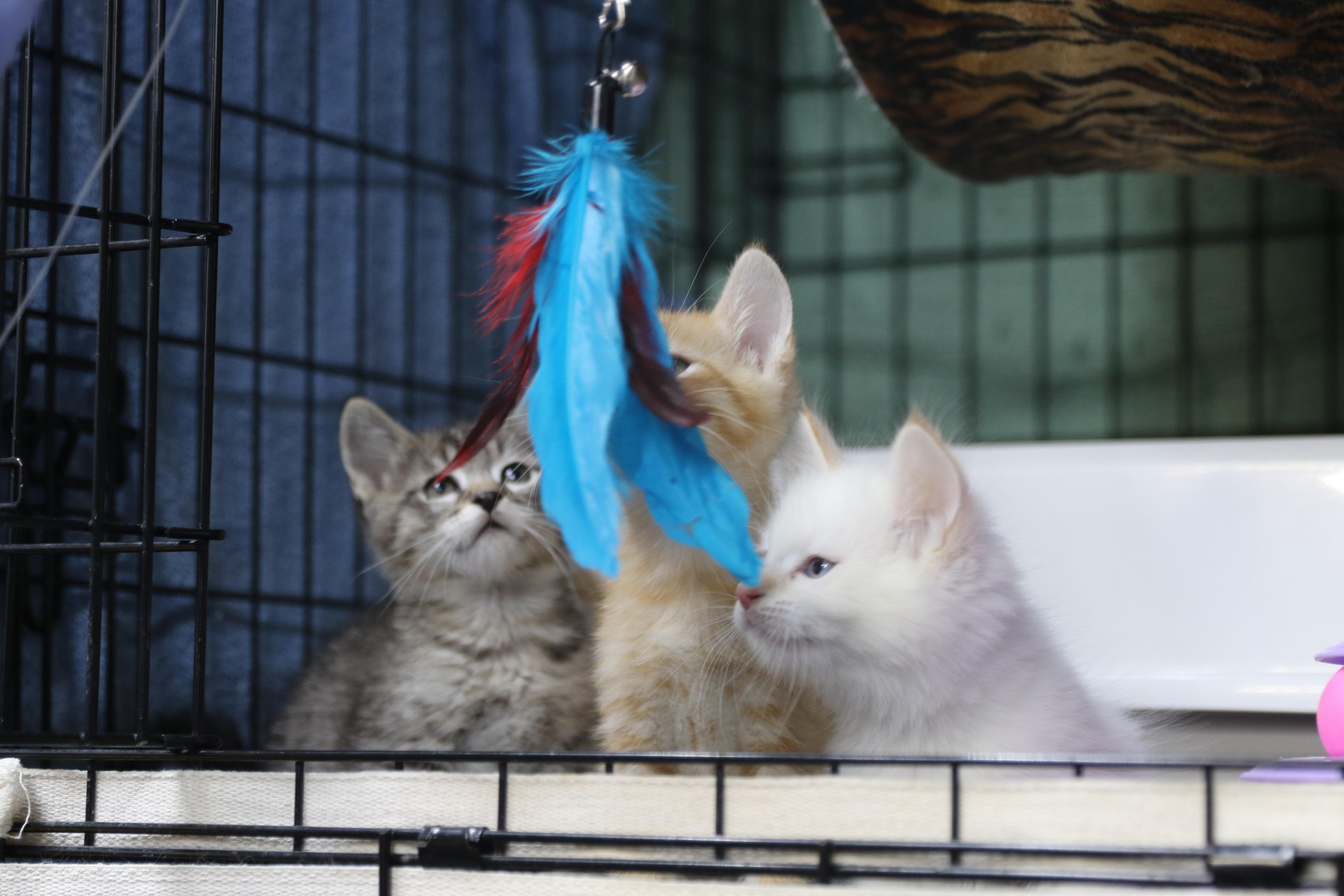 Katsitsi thumbnail 3