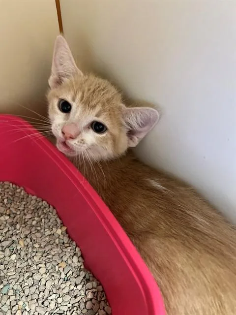 A baby small-sized male Domestic Short Hair cat named Butters for adoption in Blythe, CA