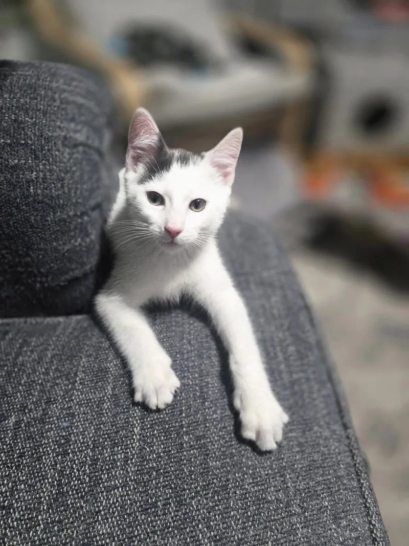 A baby medium-sized male Domestic Short Hair cat named Raviolikc for adoption in Greenville, DE
