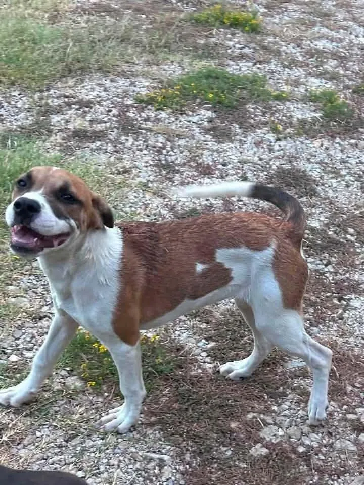 A baby medium-sized female Tricolor (Brown, Black, & White) Hound dog named Sissy for adoption in New Bedford, MA