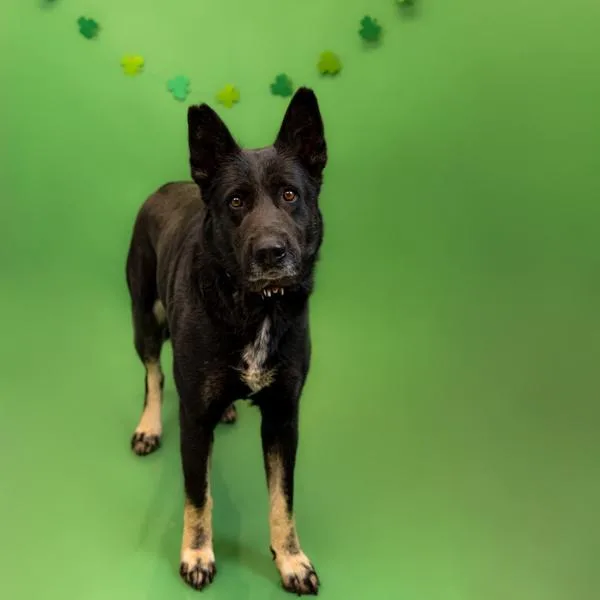 Pen C Darcy Hw+ thumbnail 2