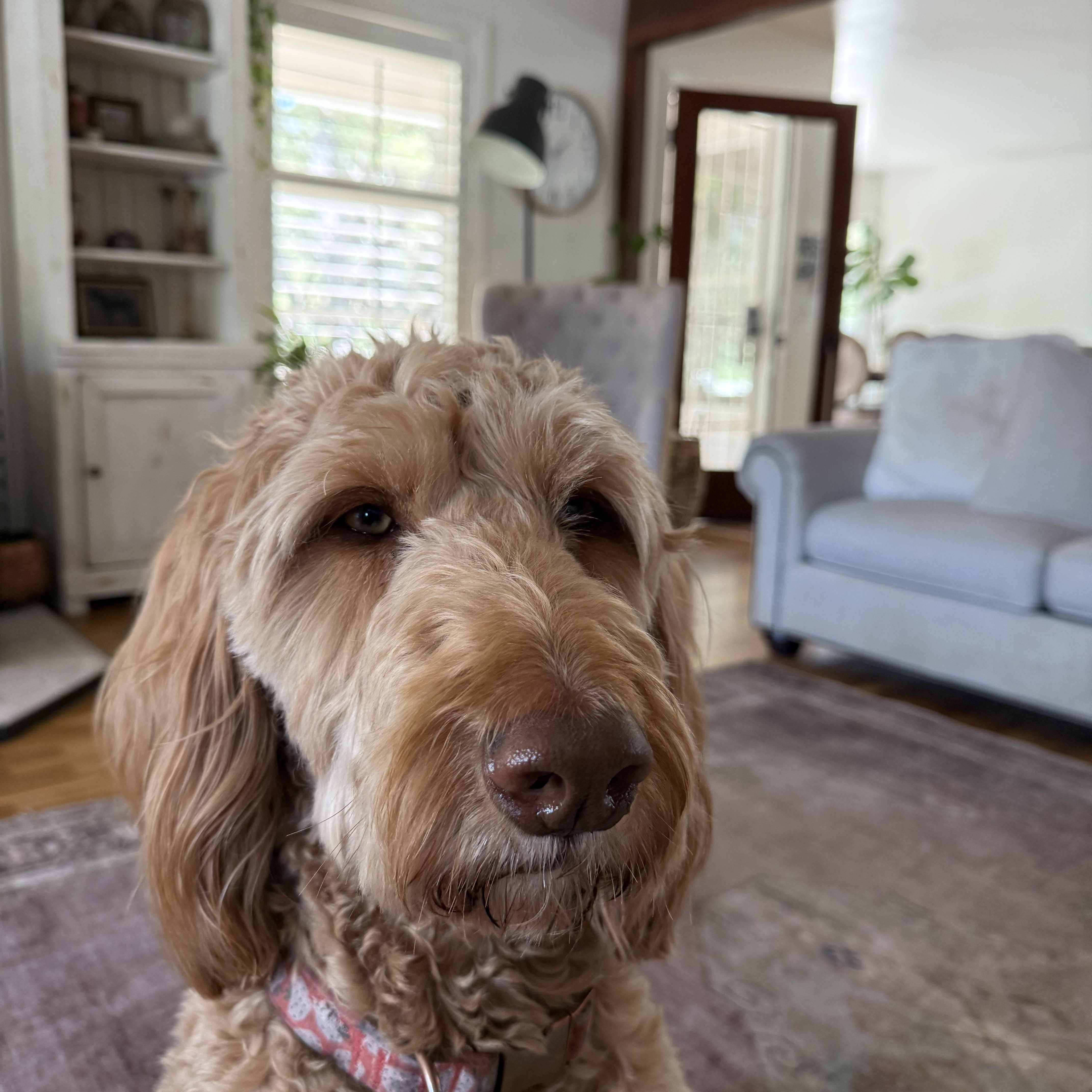 An adult large-sized female Golden Goldendoodle dog named Stevie for adoption in Sonora, CA