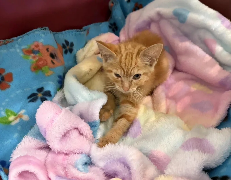 A baby small-sized female Orange / Red Domestic Medium Hair cat named Princess Xena for adoption in Fort Pierce, FL