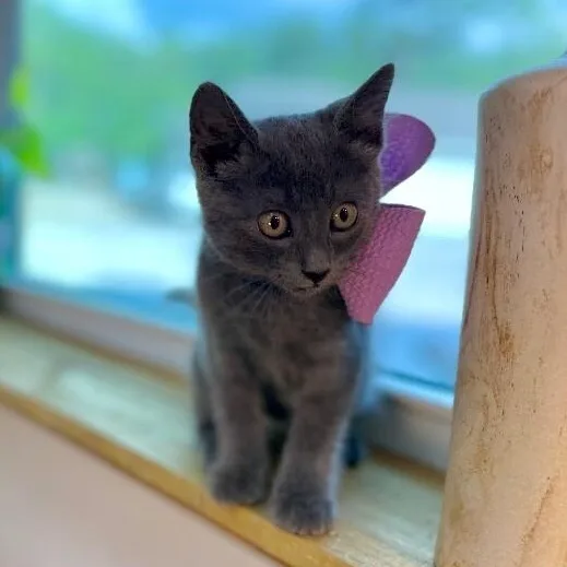 A baby medium-sized female Gray / Blue / Silver Russian Blue cat named Juju Cloudpuff Sparklepounce for adoption in Friendswood, TX
