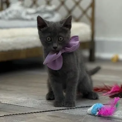 Juju Cloudpuff Sparklepounce thumbnail 5