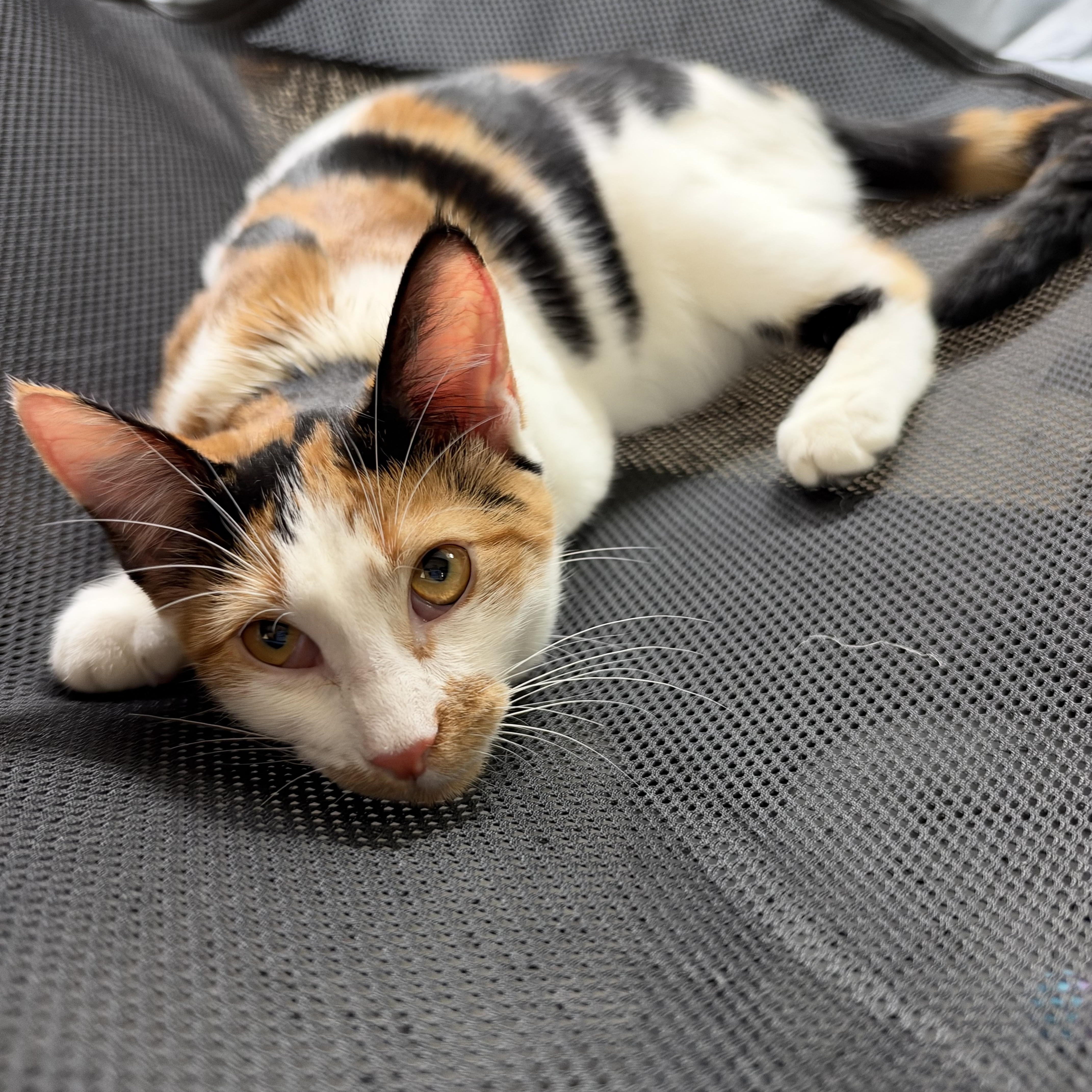 A baby medium-sized female Domestic Medium Hair cat named Snickers for adoption in Alexandria, LA