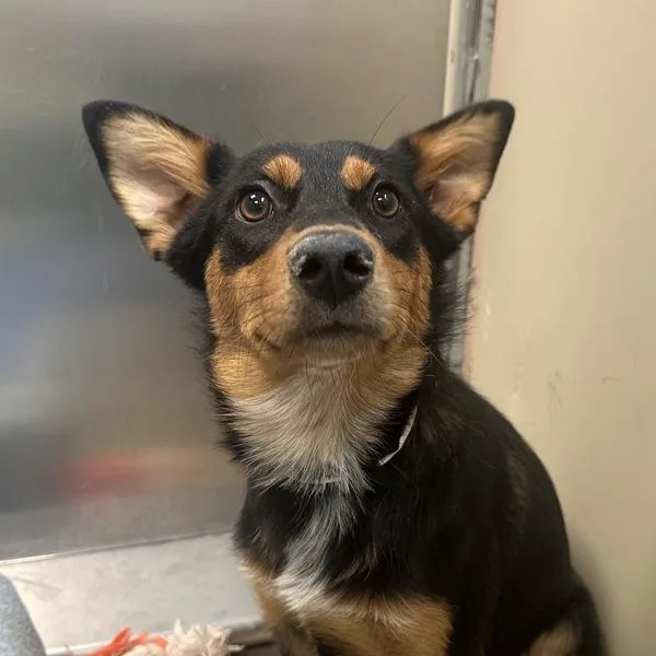 A young medium-sized female Australian Cattle Dog / Blue Heeler dog named Chai for adoption in Walnut Creek, CA