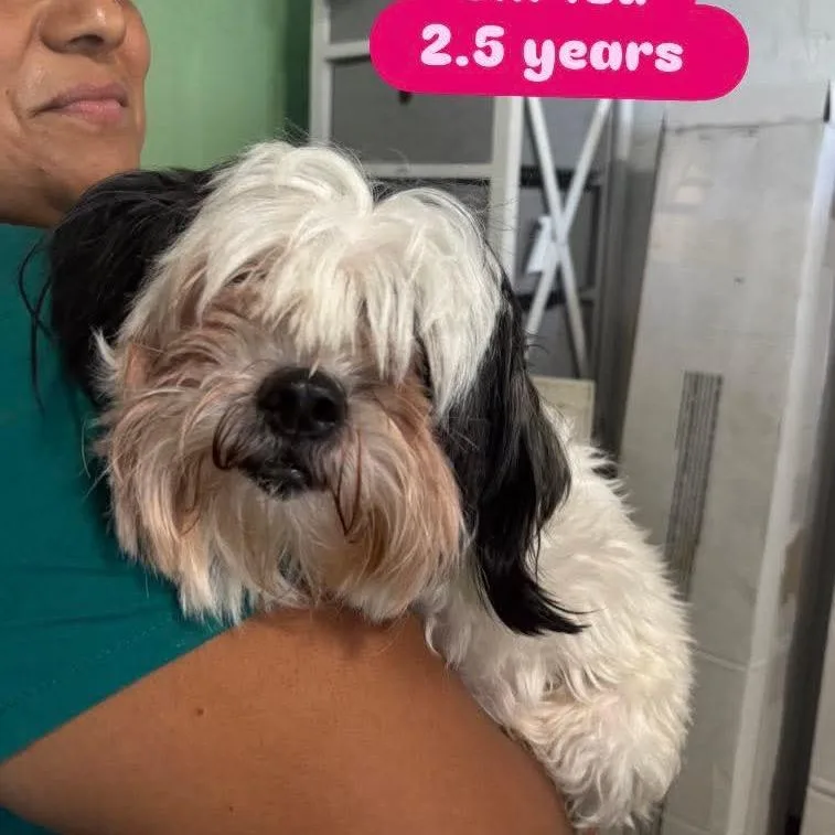 An adult small-sized female Black Shih Tzu dog named Coraline for adoption in Tampa, FL