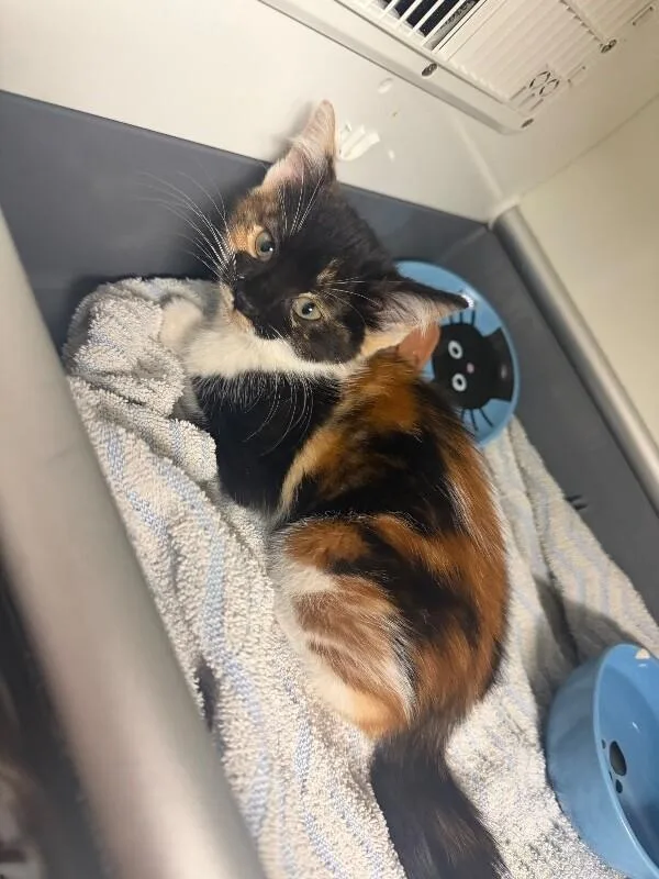 A young small-sized female Calico Domestic Short Hair cat named Legs for adoption in Cincinnati, OH