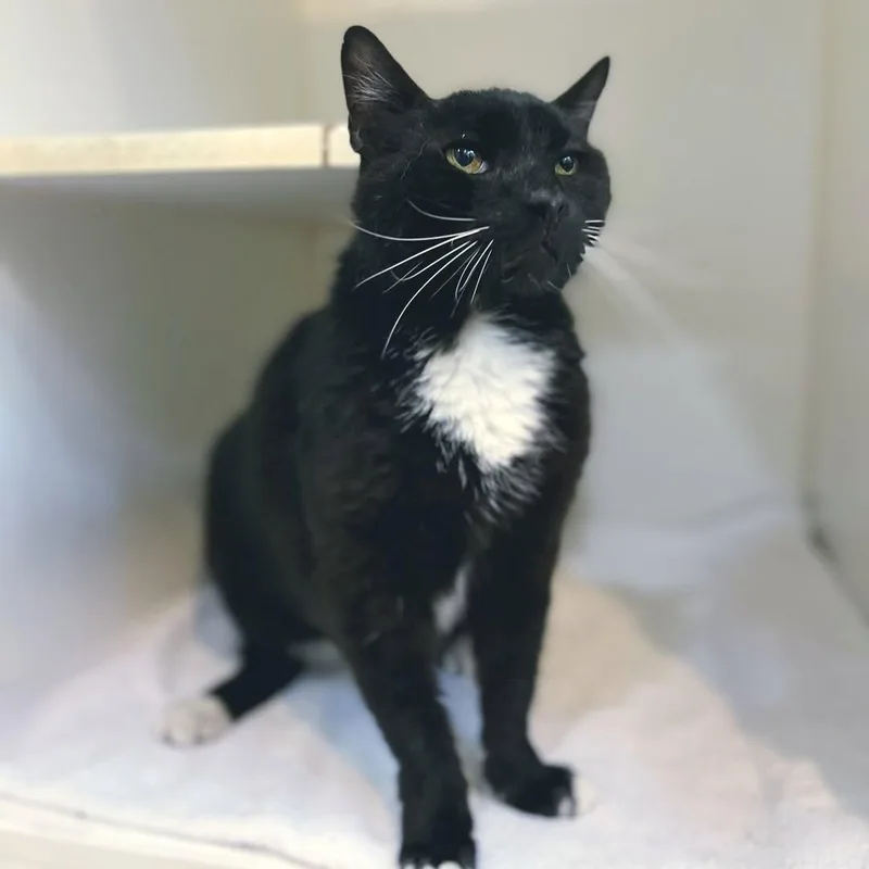 An adult medium-sized male Black & White / Tuxedo Domestic Short Hair cat named Buddy for adoption in Hilton Head Island, SC