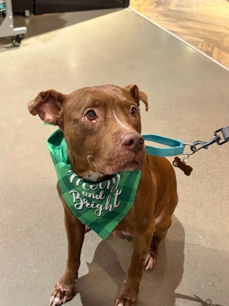 Tourmaline thumbnail 3