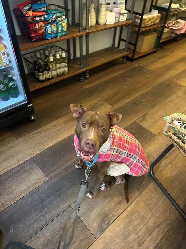 Tourmaline thumbnail 4