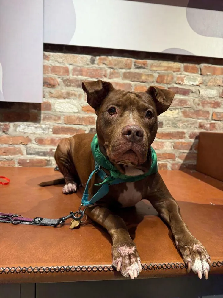 Tourmaline thumbnail 5