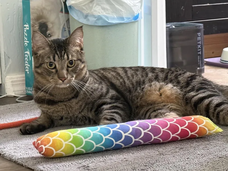 An adult medium-sized male Brown / Chocolate Domestic Short Hair cat named Tails Brother Bonded With for adoption in Chandler, AZ