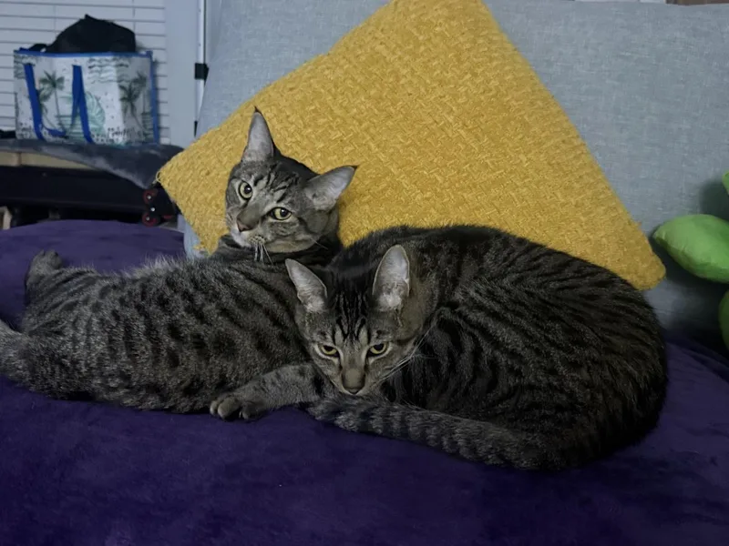 Tails Brother Bonded With thumbnail 2