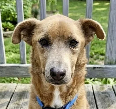 An adult small-sized male Terrier dog named Groot for adoption in Cumming, GA