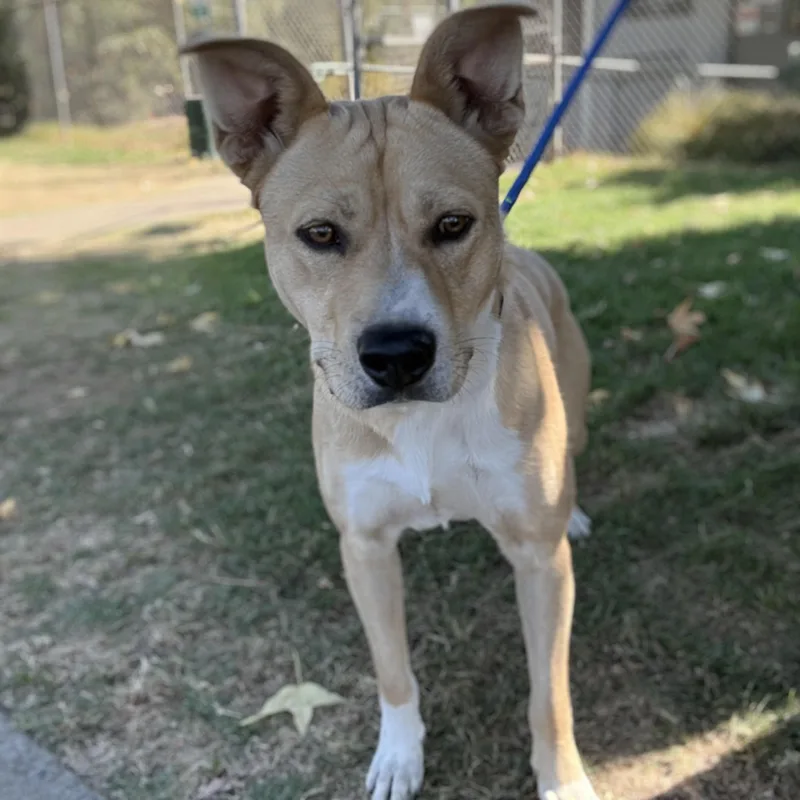 A young large-sized male Carolina Dog dog named Zeke for adoption in Oakdale, CA
