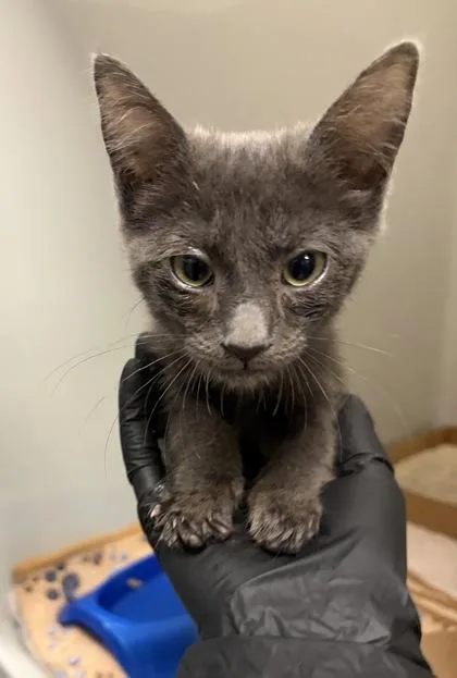 A baby small-sized female Domestic Short Hair cat named Enchantress for adoption in Fresno, CA
