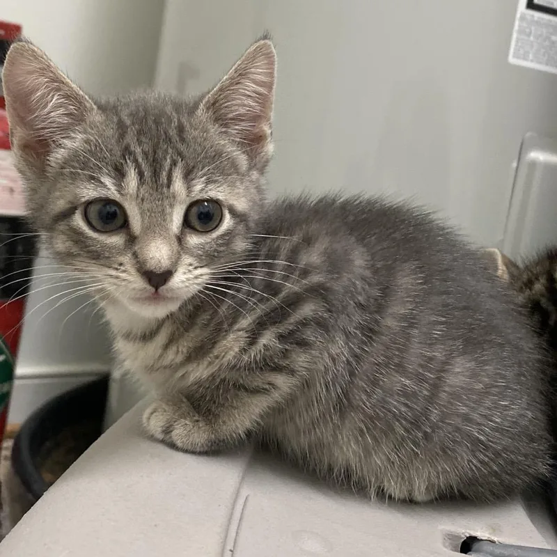 A baby small-sized female American Shorthair cat named Butter Pecan for adoption in Troy, VA