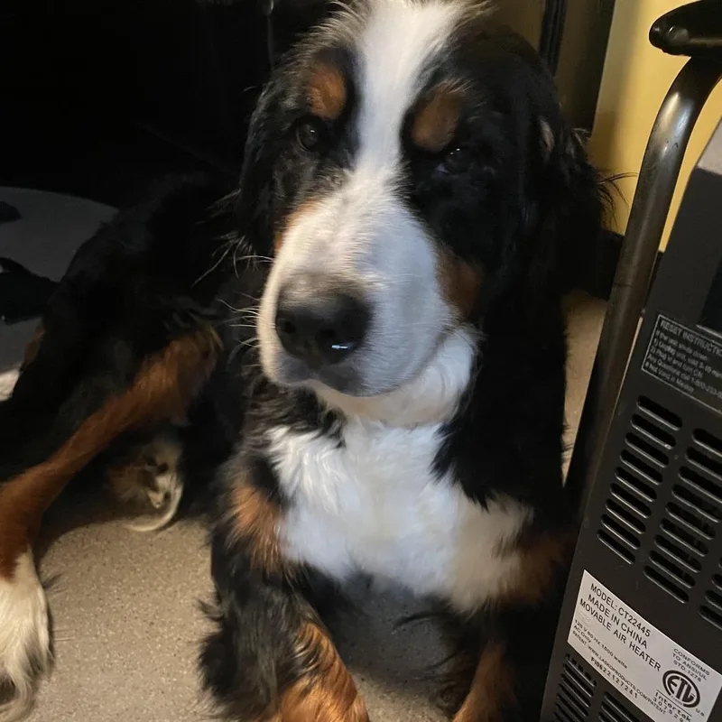 An adult large-sized female Black Bernese Mountain Dog dog named Roxy for adoption in Sinking Spring, PA