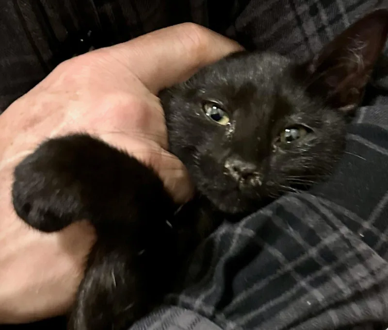 A baby medium-sized male Domestic Long Hair cat named Scraggle Rock for adoption in Sonora, CA
