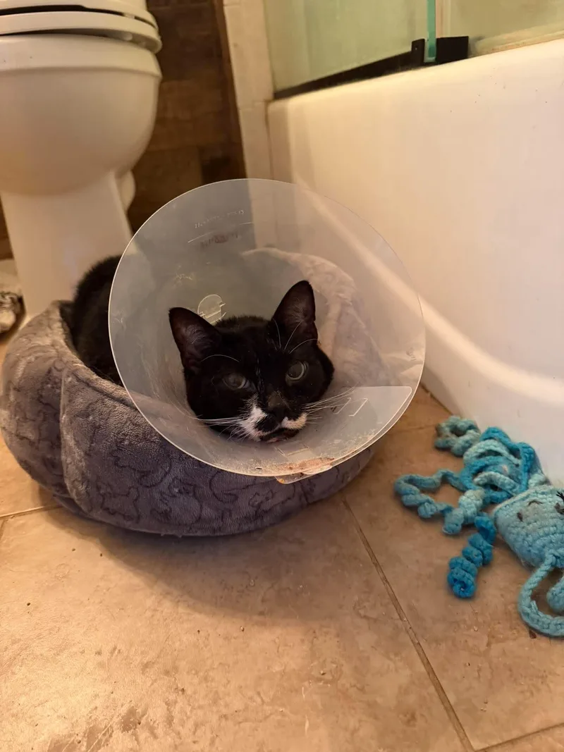 A senior medium-sized female Black Domestic Short Hair cat named Roma for adoption in North Haledon, NJ