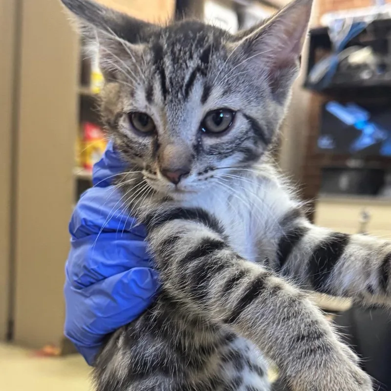 A baby small-sized male Brown / Chocolate Domestic Short Hair cat named Dune for adoption in Birmingham, AL