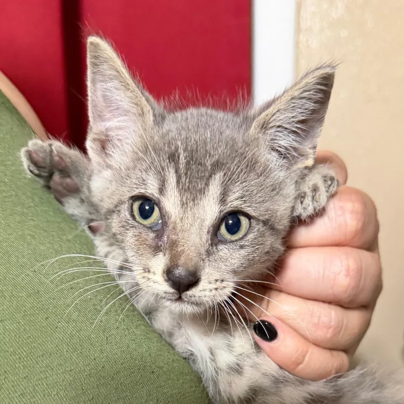 A baby small-sized male Gray / Blue / Silver Domestic Short Hair cat named Mick for adoption in Midland, TX