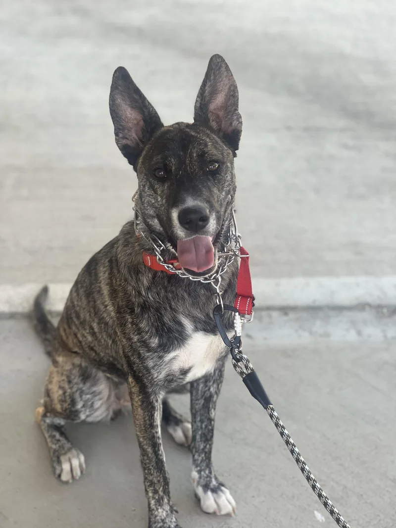 A young medium-sized female Dutch Shepherd dog named Coco for adoption in Encino, CA