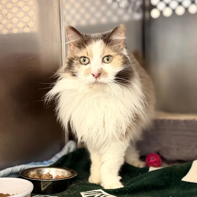 A senior medium-sized female Domestic Long Hair cat named Bambi for adoption in Portage, MI