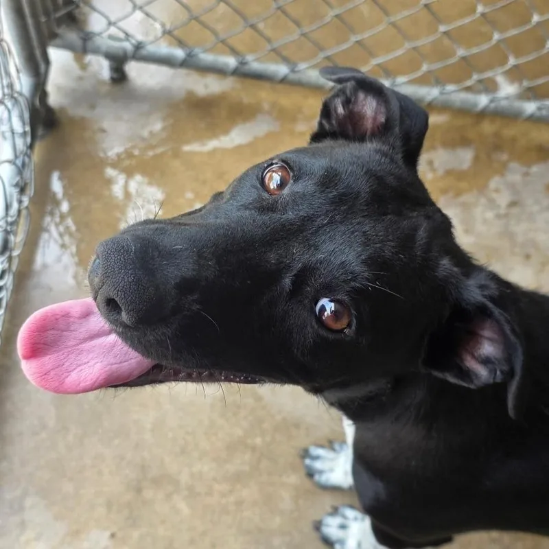 A young small-sized female Black Labrador Retriever dog named Millie for adoption in Tyler, TX