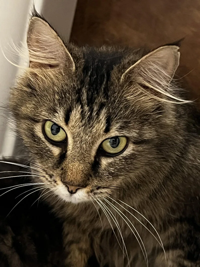 An adult medium-sized female Domestic Long Hair cat named Peaches for adoption in Royal Palm Beach, FL