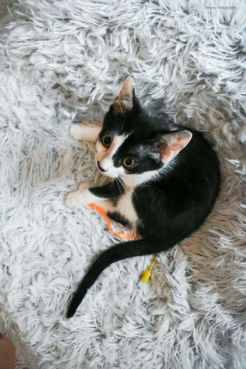 A baby medium-sized male Black & White / Tuxedo Domestic Short Hair cat named Monroe for adoption in Wetumpka, AL