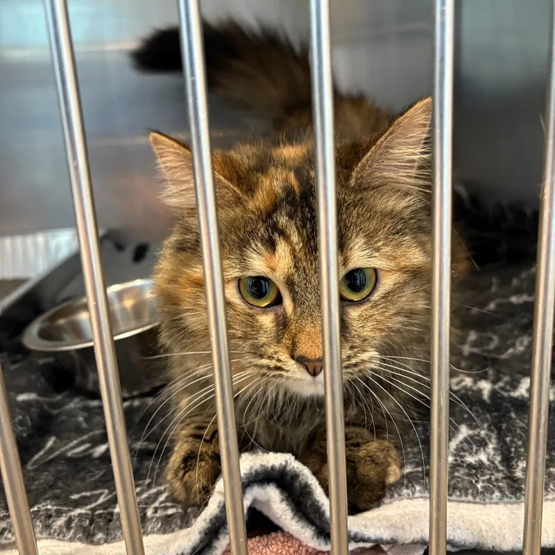 A young medium-sized female Torbie Domestic Long Hair cat named Fluffy for adoption in Matteson, IL