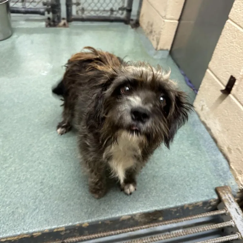 An adult small-sized female Brown / Chocolate Terrier dog named Casserole for adoption in Fairfax, VA