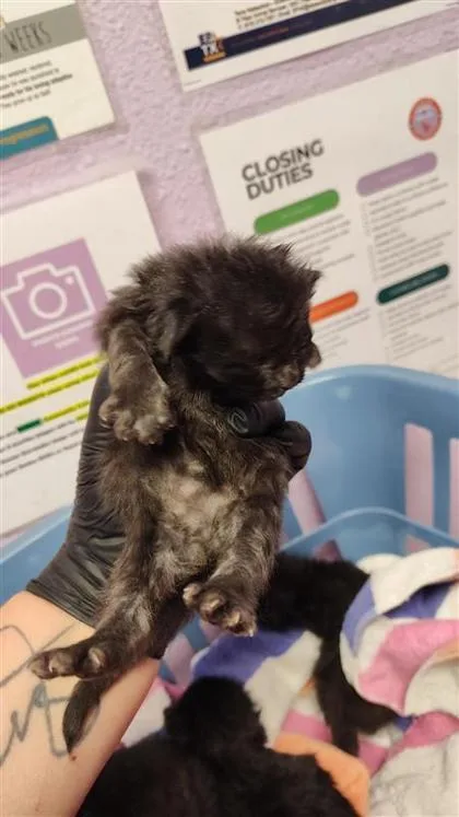 A baby small-sized male Black Domestic Medium Hair cat named 60823580 for adoption in El Paso, TX