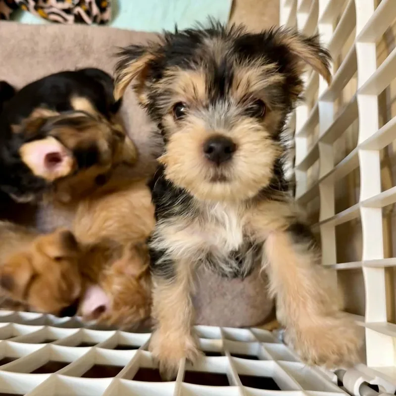 A young small-sized male Yellow / Tan / Blond / Fawn Terrier dog named Bad Bunny for adoption in Fort Worth, TX