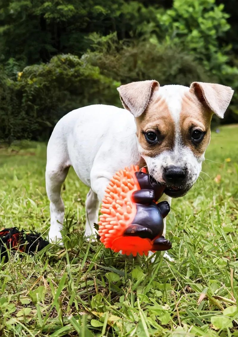 A baby medium-sized female Staffordshire Bull Terrier dog named Flossy for adoption in Maryville, TN