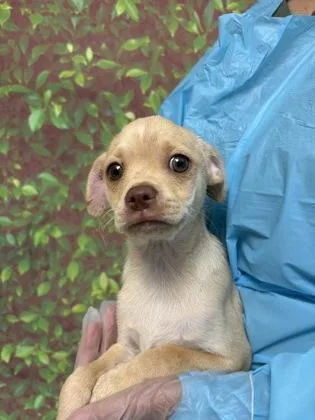 A young small-sized male Pug dog named Grayson for adoption in San Antonio, TX