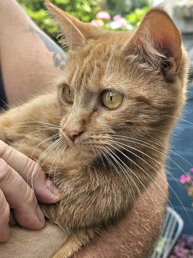 A young medium-sized female Tabby (Orange / Red) Domestic Short Hair cat named Ginger for adoption in Johnson City, TN